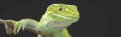 Restoring Nature: Reform of the Conservation Management System
